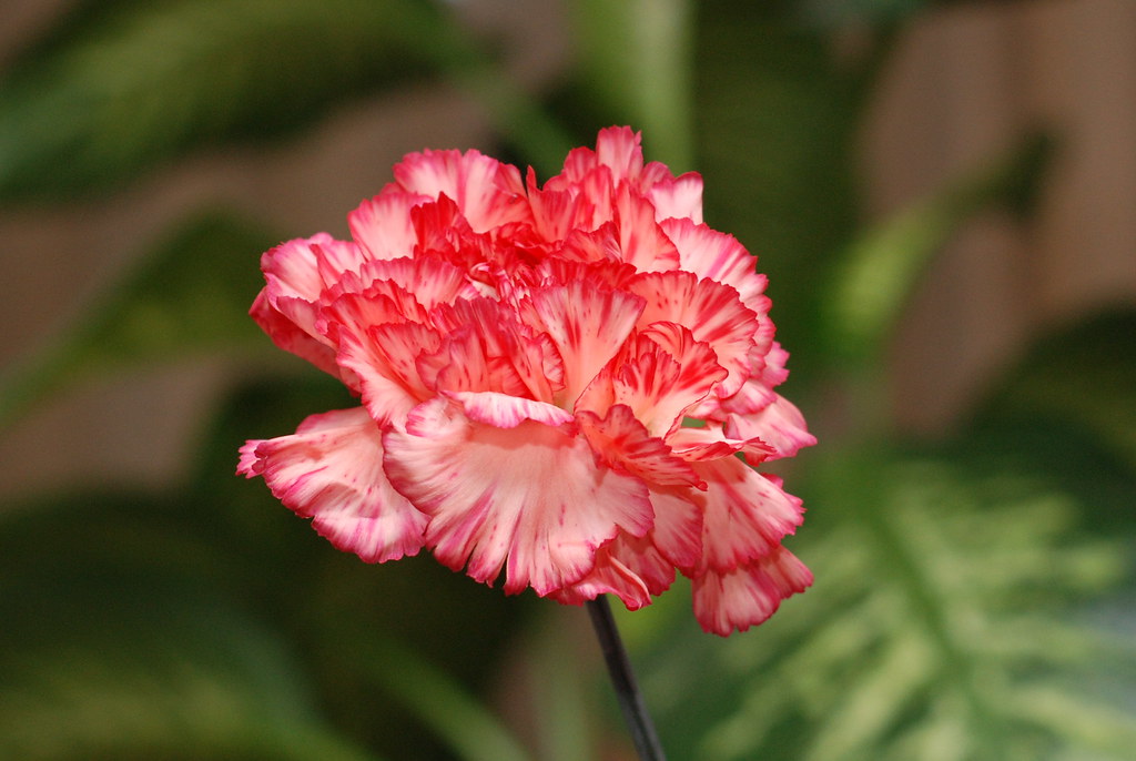 hoa cẩm chướng