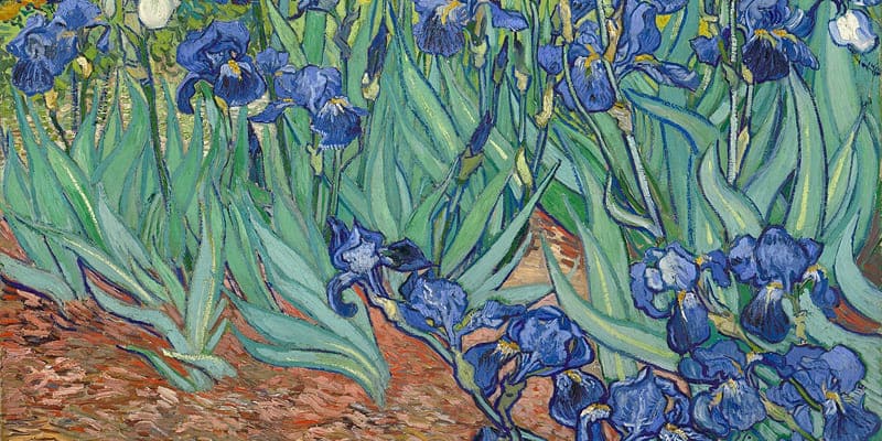 Bức tranh hoa diên vĩ nổi tiếng của Van Gogh