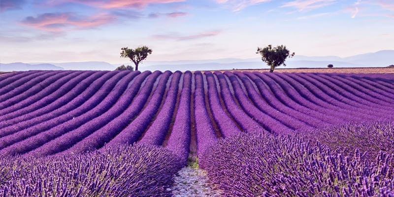 Cánh đồng hoa Lavender đẹp hút mắt