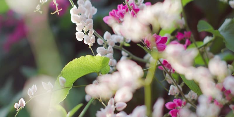 Hoa hiếu nữ vững vàng trong gió