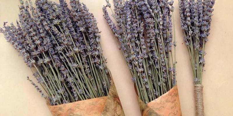 Hoa Lavender khô 