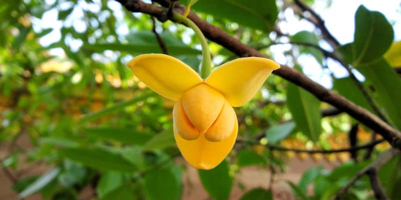Hoa Rumdul là giống hoa nổi tiếng của Campuchia