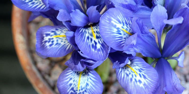 Sắc hoa Iris khiến lòng người thổn thức