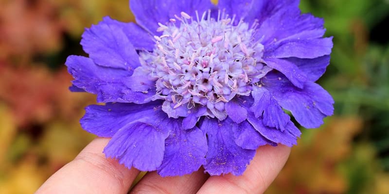 Cách thức trồng hoa Scabiosa đơn giản