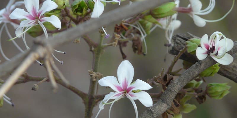 Cánh hoa trắng bên hiên nhà