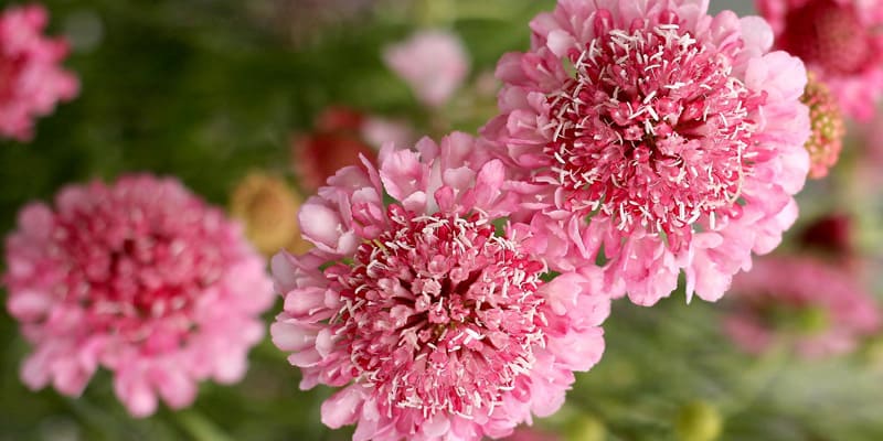 Đóa hoa Scabiosa màu hồng ngọt ngào