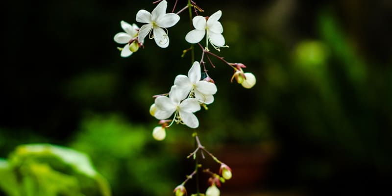 Hoa dạ ngọc minh châu có hương thơm ngọt ngào 
