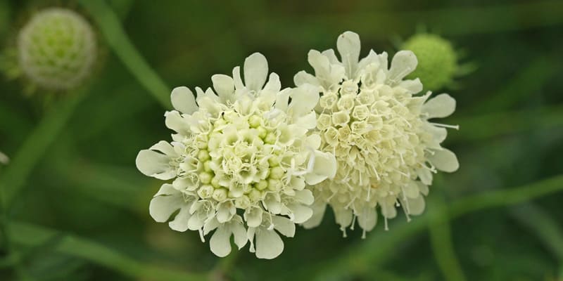 Hoa Scabiosa là giống hoa rất đặc biệt 