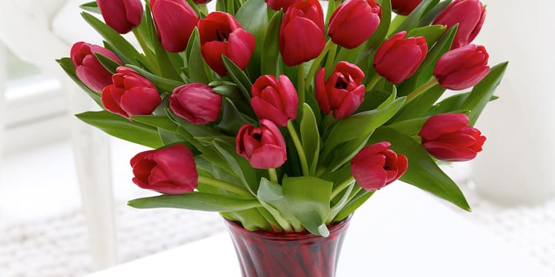 Bình hoa Tulip ấn tượng trong không gian phòng khách