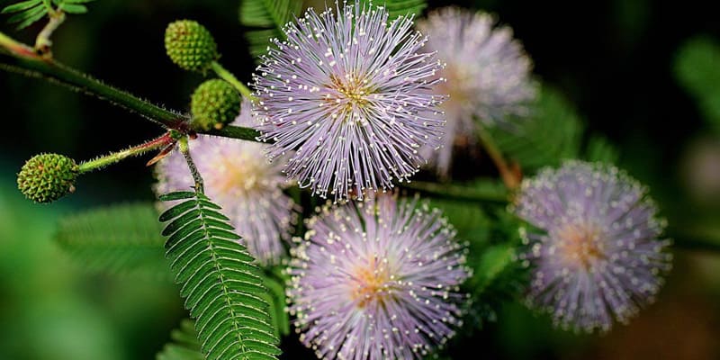 Bông Mimosa tím thủy chung
