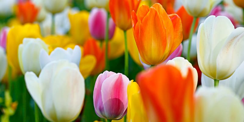 Bông Tulip điều chế thành thuốc tốt cho sức khỏe
