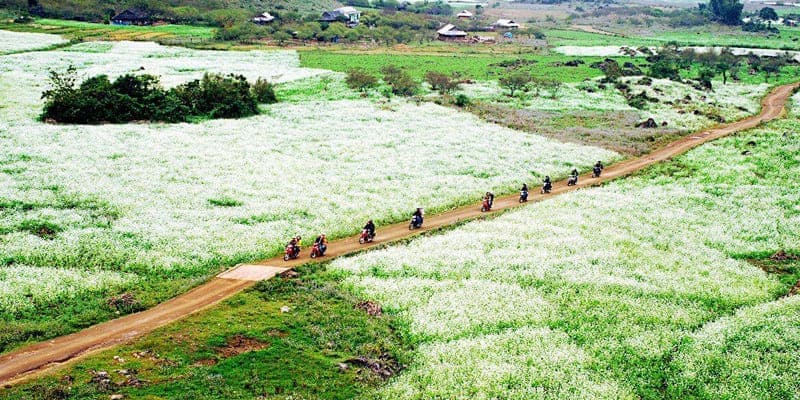 Cải trắng mọc bạt ngàn trên diện tích rộng