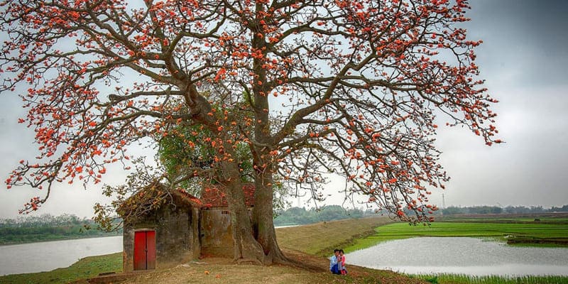 Cây hoa mộc miên được trồng phổ biến ở các vùng quê