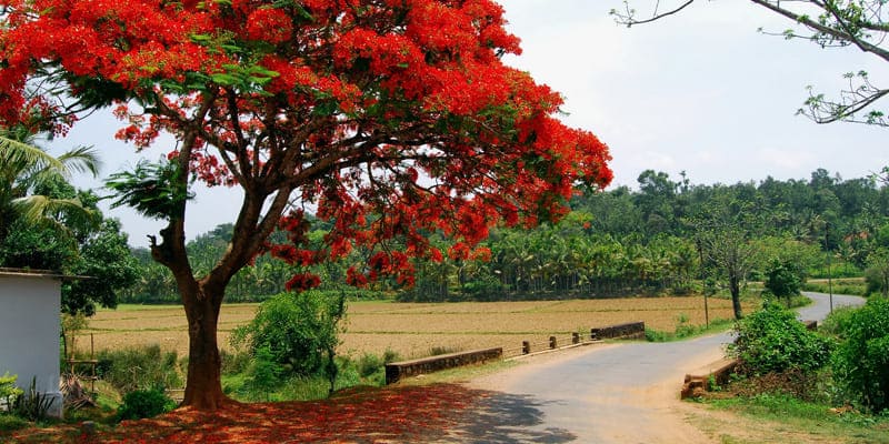 Cây hoa phượng trồng bằng hạt giống dễ dàng