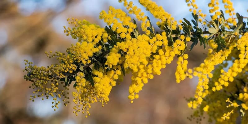 Cây Mimosa đẹp mắtCây Mimosa đẹp mắt