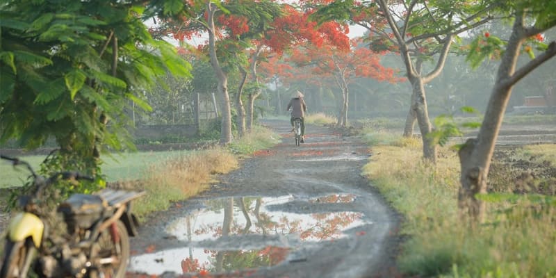 Cây phượng sáng sớm nơi làng quê cho bao người xao xuyến