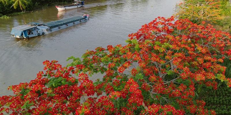 Cây phượng vĩ nở rộ bên sông