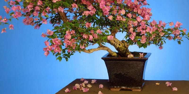 Chậu hoa bông giấy bonsai đẹp mắt
