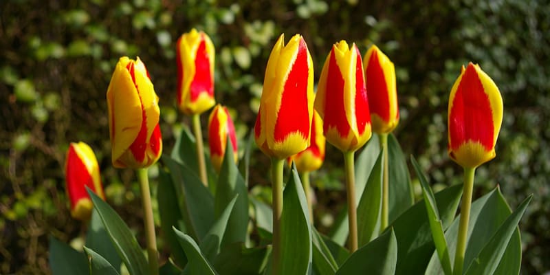 Chú ý ánh sáng khi trồng bông Tulip