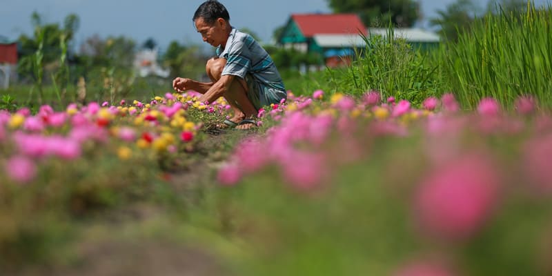 Con đường rau sam hoa lớn nơi miền quê