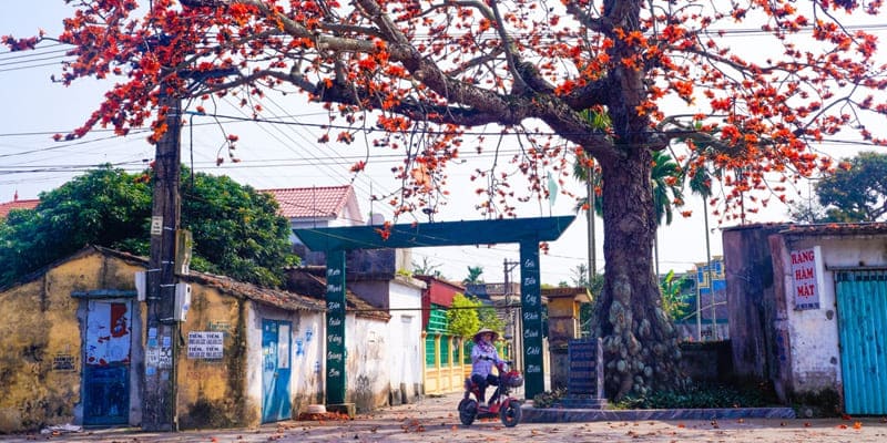 Đã từ lâu hoa mộc miên là món quà ấm áp của tháng Ba