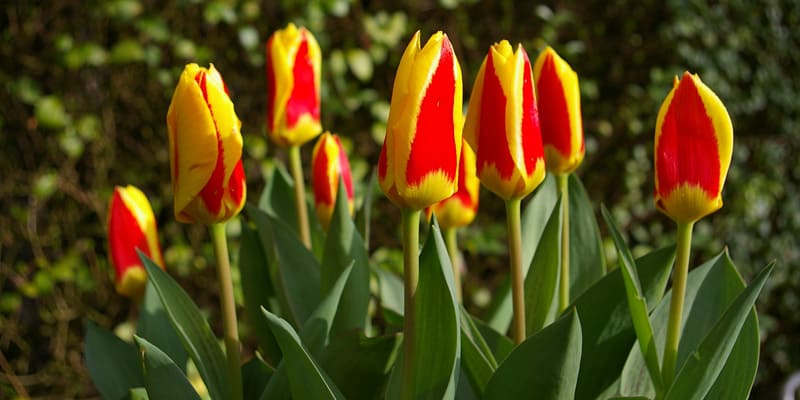 Hoa Tulip được trồng phổ biến nhất tại Đà Lạt nước ta
