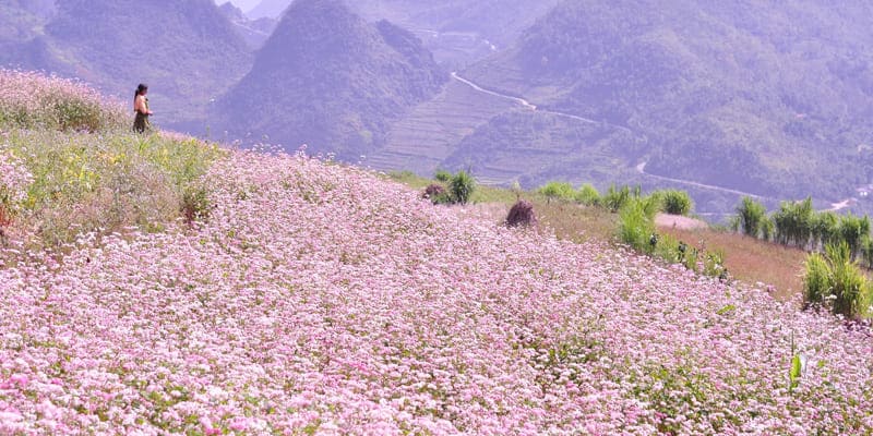 Những bông hoa li ti tô điểm cho không gian kỳ vĩ, thơ mộng