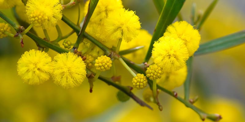 Những bông Mimosa vàng trong nắng
