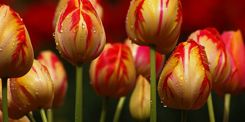 Những vần thơ giàu ý nghĩa về hoa Tulip