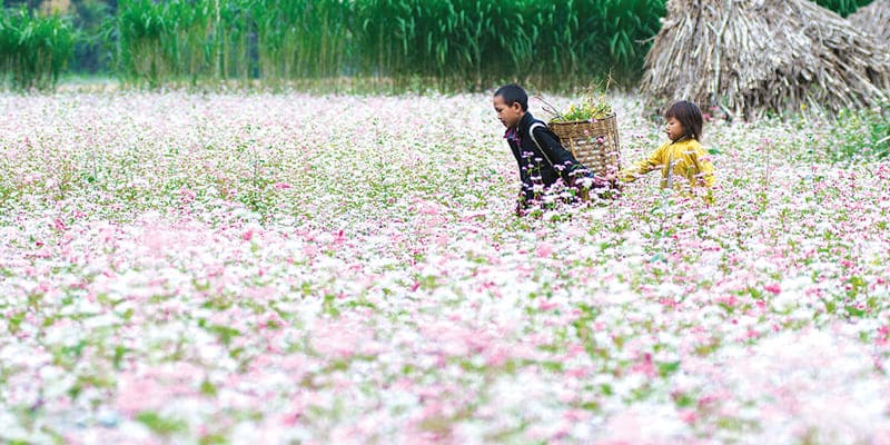 Sắc hoa trắng, hồng phớt khi mới nở