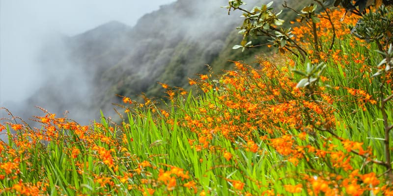 Thảm hoa dơn đỏ cam ấn tượng
