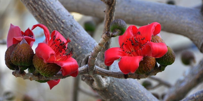 Trồng hoa gạo bằng cành giâm dễ dàng