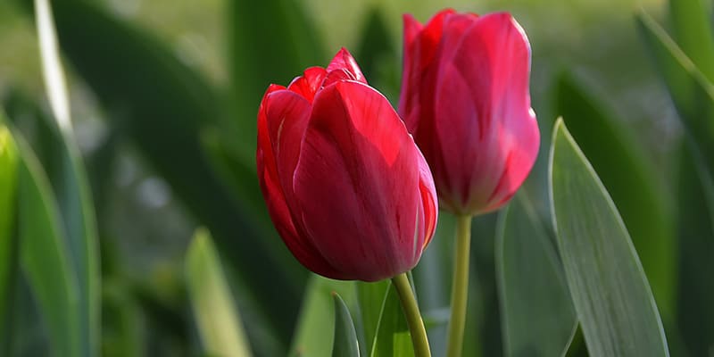 Trồng hoa Tulip bằng củ tương đối đơn giản