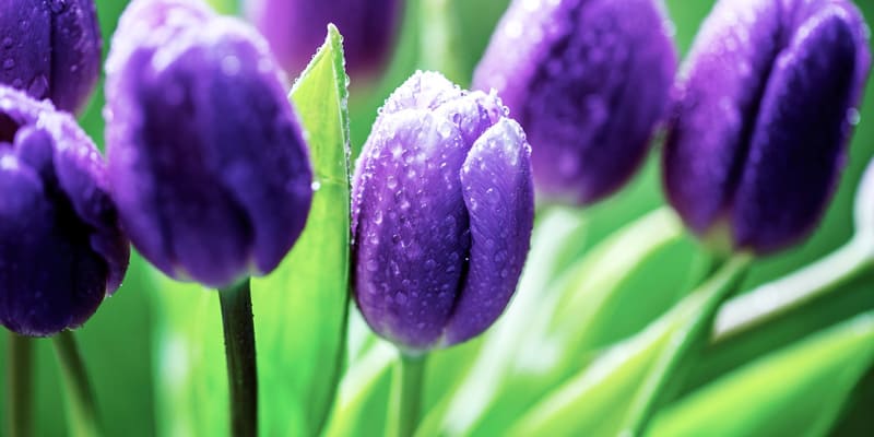 Tulip tím quyến rũ và quyền lực
