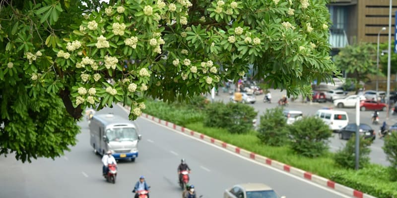 Từng chùm hoa lớn đua nhau khoe sắc