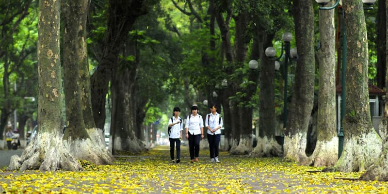 Cây hoa sấu được trồng lấy gỗ