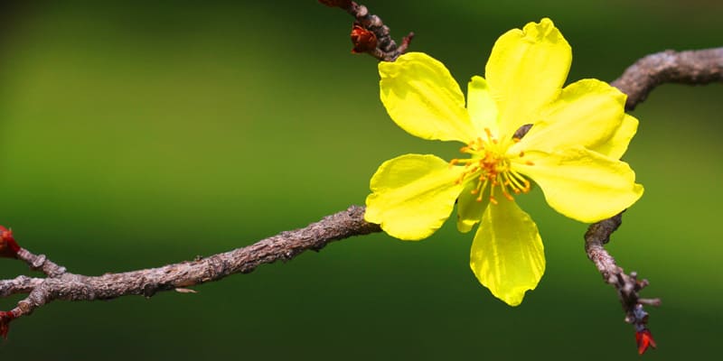 Đóa hoàng mai lung linh trong nắng Xuân 