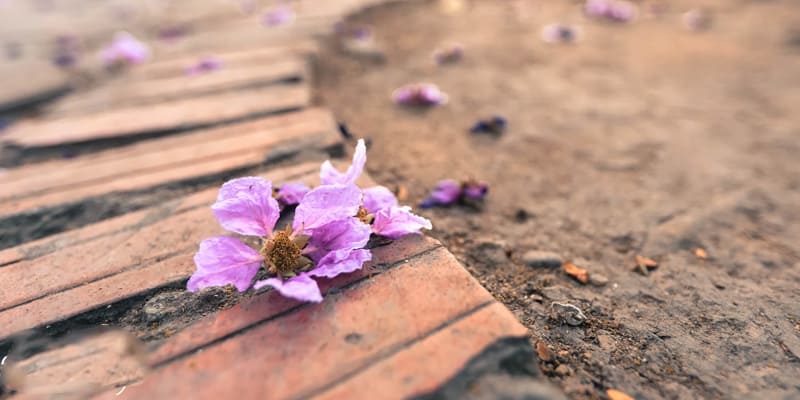 Hoa bằng lăng làm nên những áng thơ hay