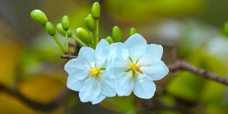 Hoa mai trắng cho những cánh hoa màu trắng 