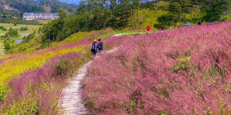 Khung cảnh thần tiên trên đồi cỏ hồng