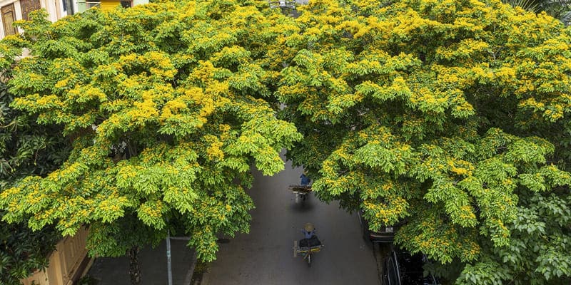 Tán lá cây to rộng, che mát hiệu quả