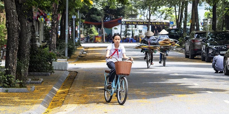 Thảm hoa vàng giáng hương trên khắp nẻo đường