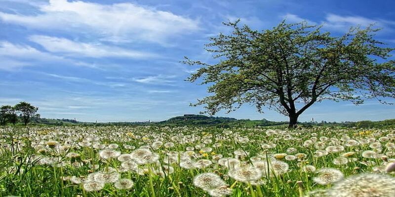 Hướng dẫn phương pháp trồng hoa bồ công anh