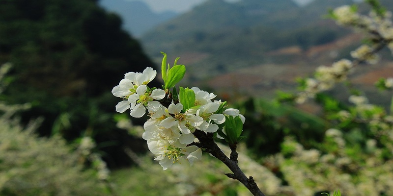 Vẻ đẹp bên ngoài của hoa mơ