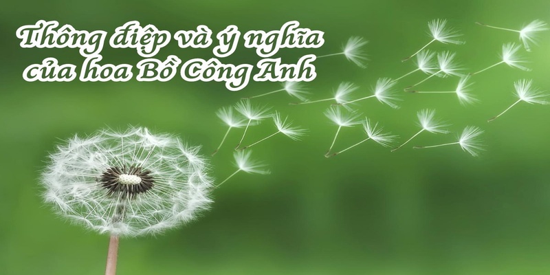 Ý nghĩa sâu xa của hoa bồ công anh