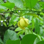 Hoa móng rồng