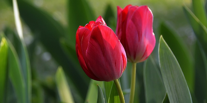 Nguồn gốc của hoa Tulip