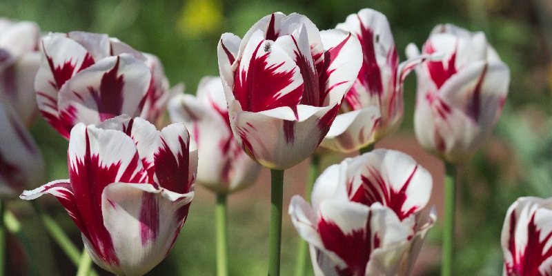 Hoa tulip biểu tượng của tình yêu