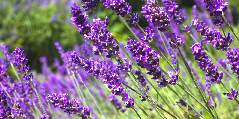 Top hoa khô đẹp nhất - Hoa Lavender