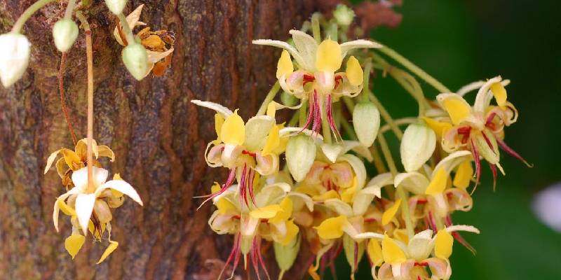 Brazil - Hoa ca cao (Cacao Flower)